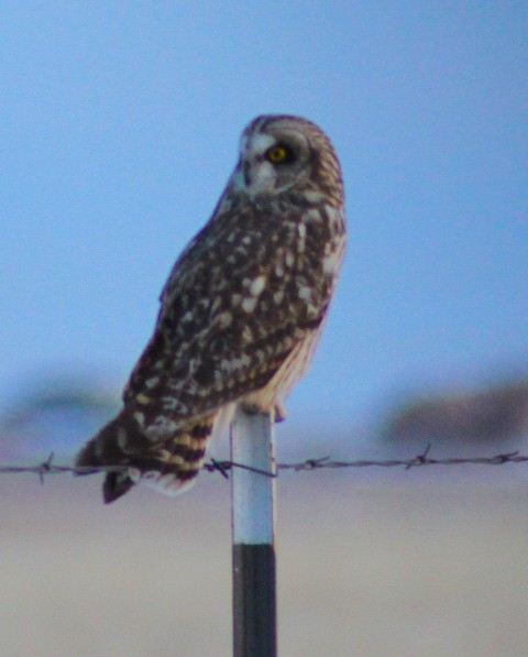Short-eared Owl - ML508732691