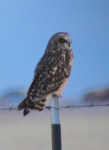 Short-eared Owl - ML508732701
