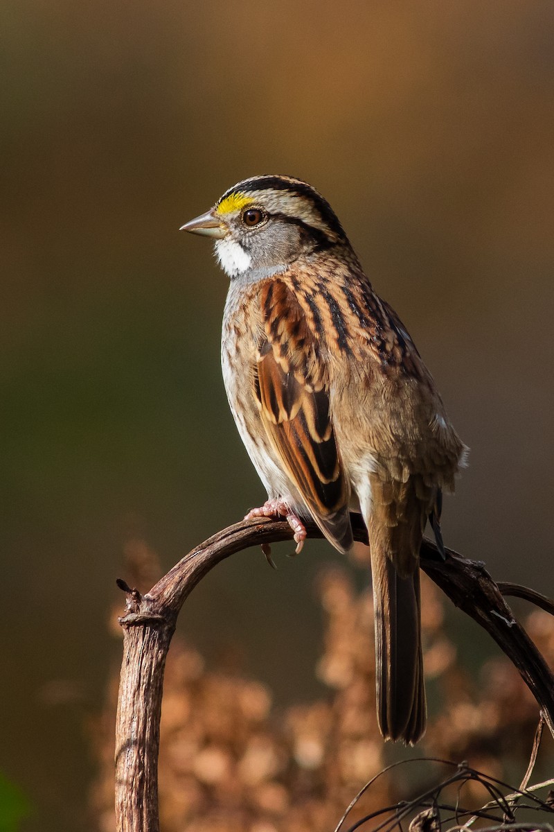 White-throated Sparrow - ML508733101