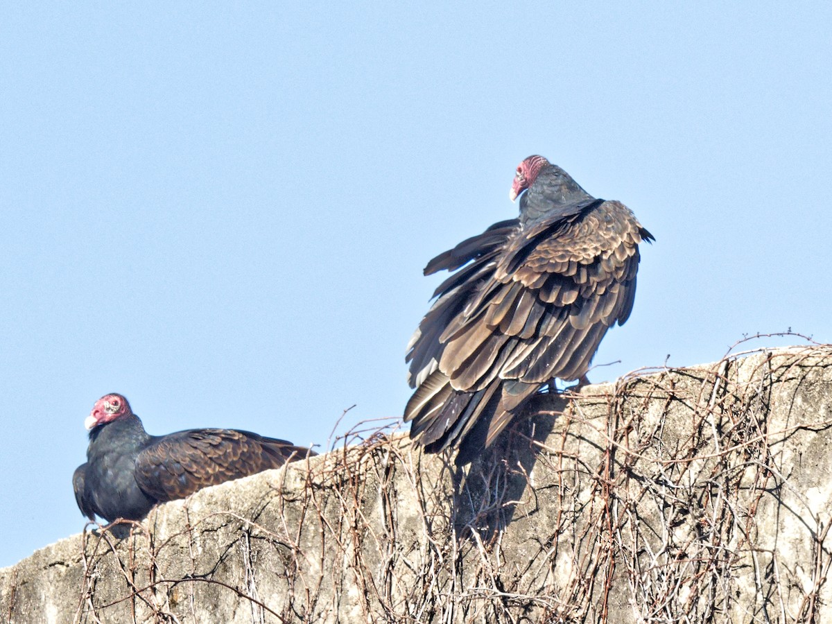 Turkey Vulture - Clyde Wilson
