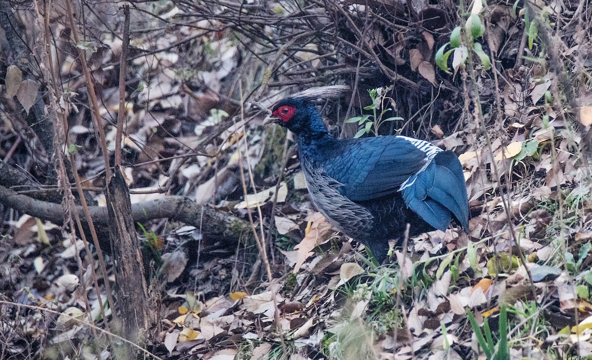 Kalij Pheasant - ML508733561