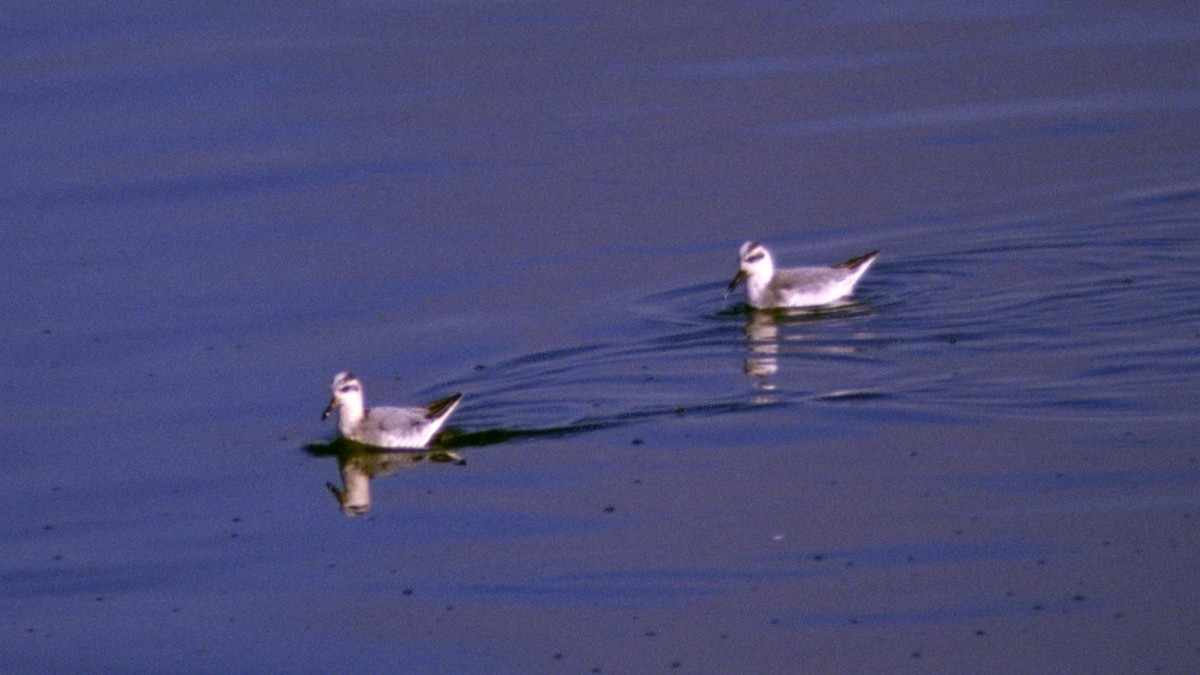 Phalarope à bec large - ML50873381