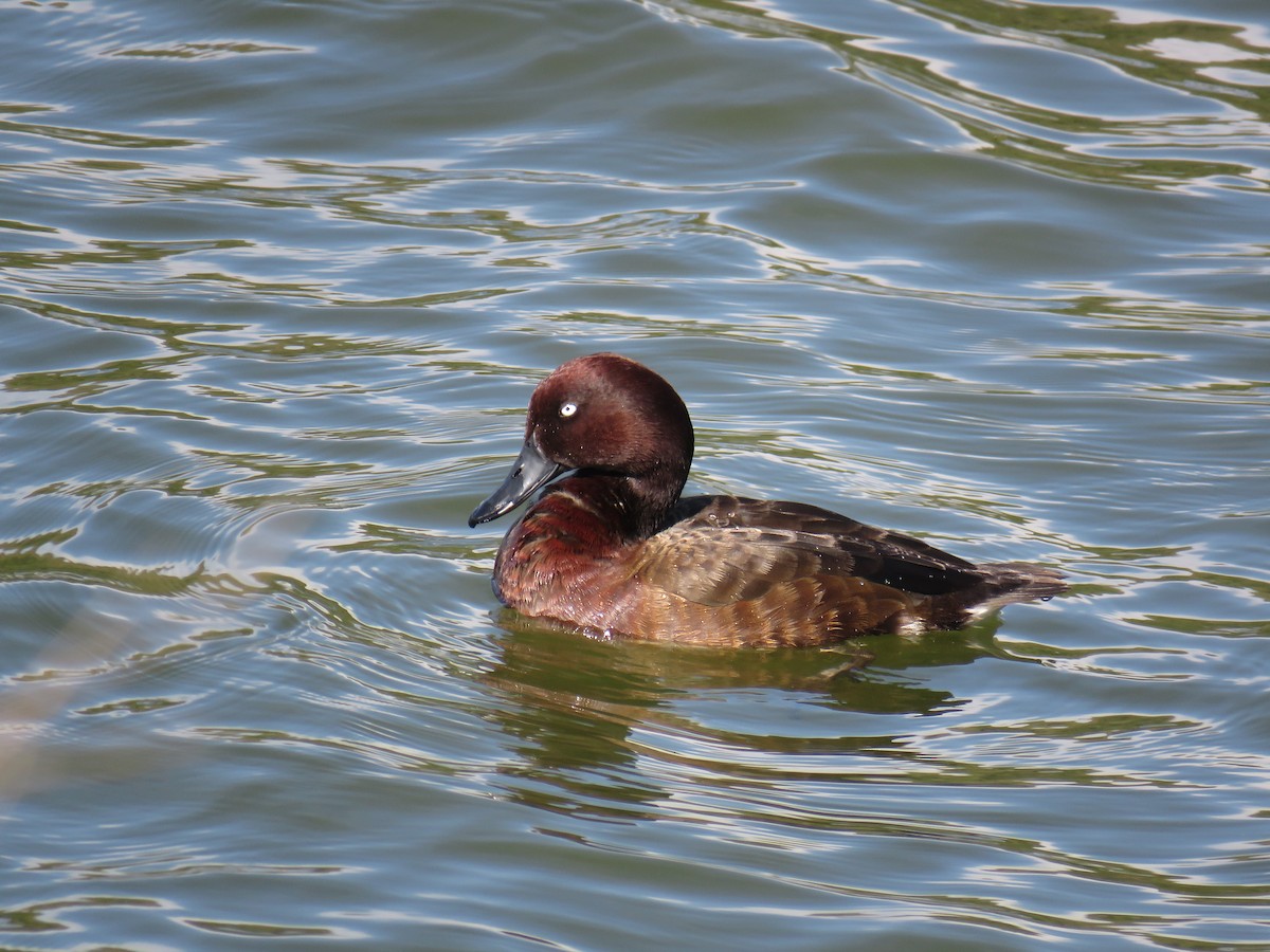 Madagascar Pochard - ML508734711