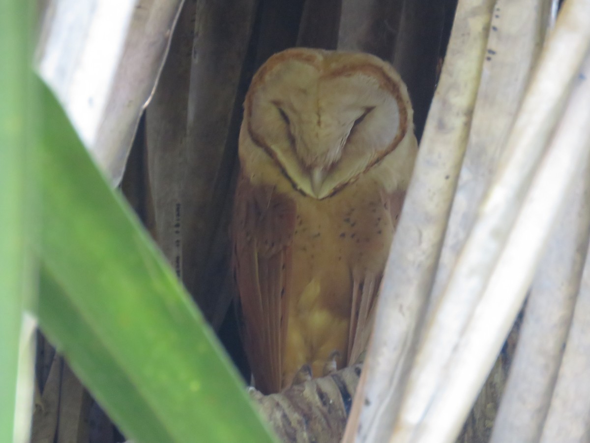 Red Owl - Jose Antonio Garcia