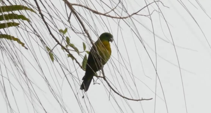 Yellow-breasted Racquet-tail - ML508735911