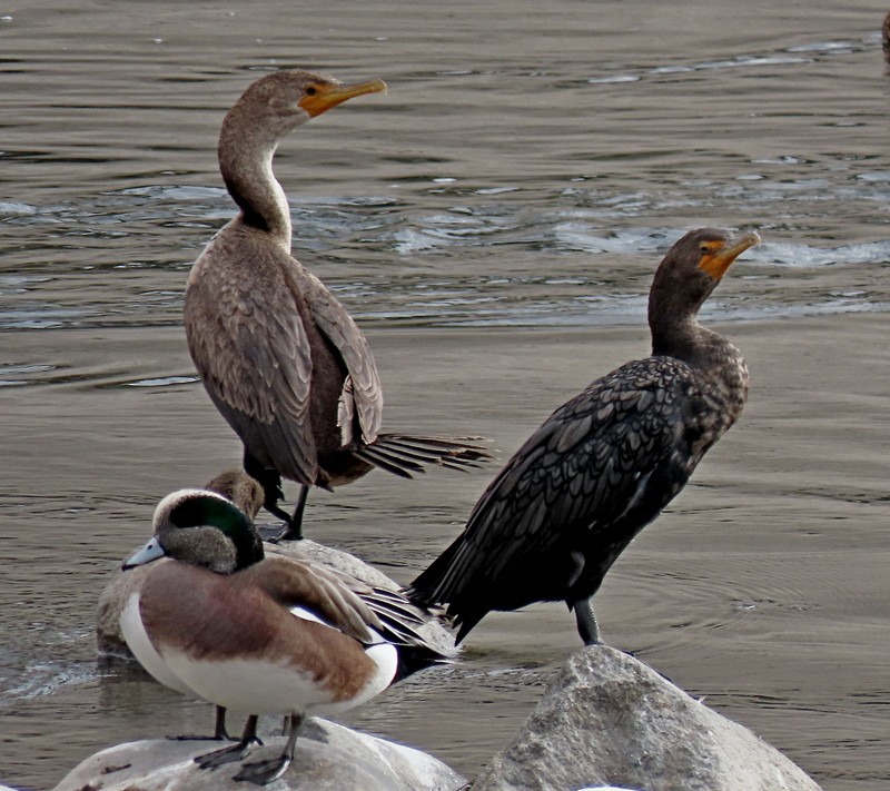 Cormorán Orejudo - ML508736171