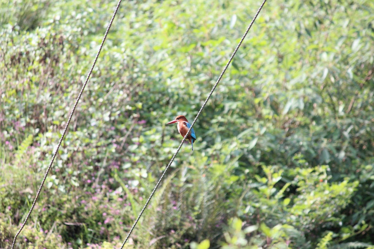 White-throated Kingfisher - ML508736331