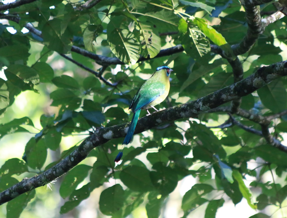 Lesson's Motmot - Daniel Torrez Lira