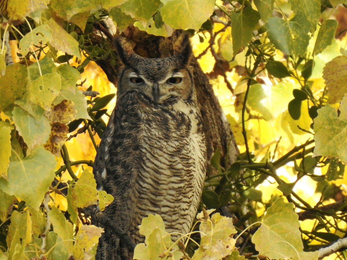 Great Horned Owl - ML508736831
