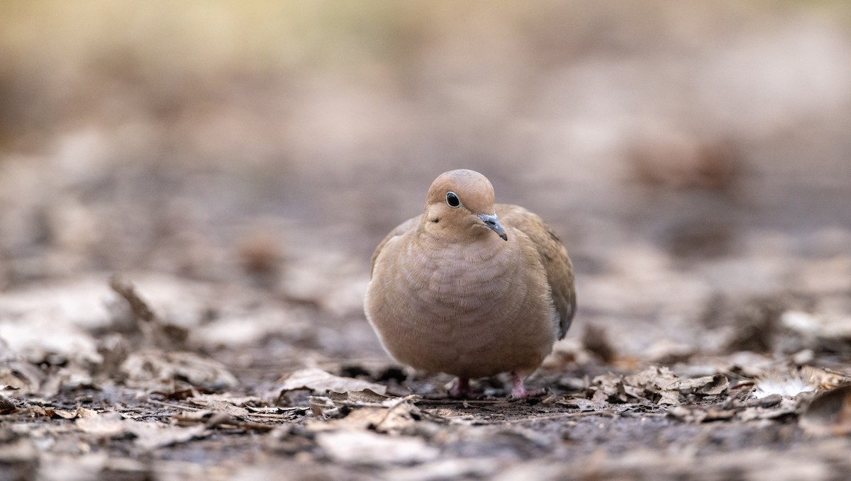 Mourning Dove - ML508737821