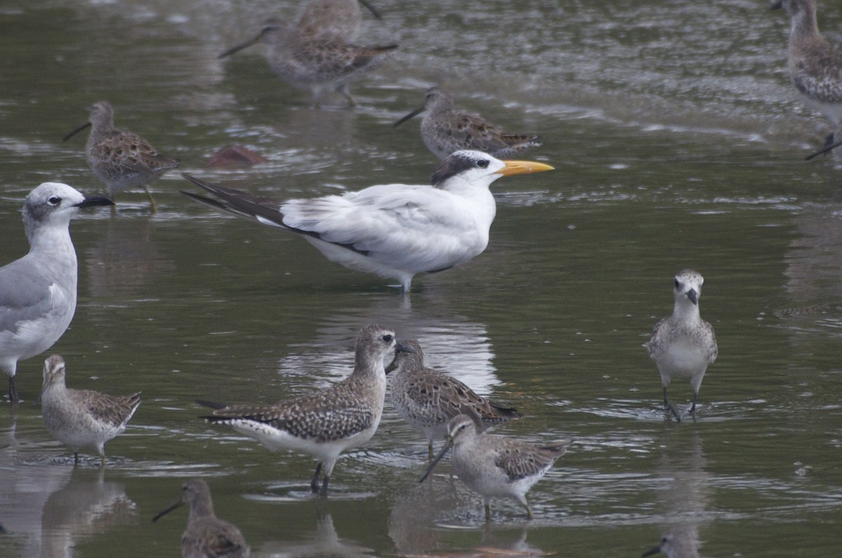 Royal Tern - ML50873821