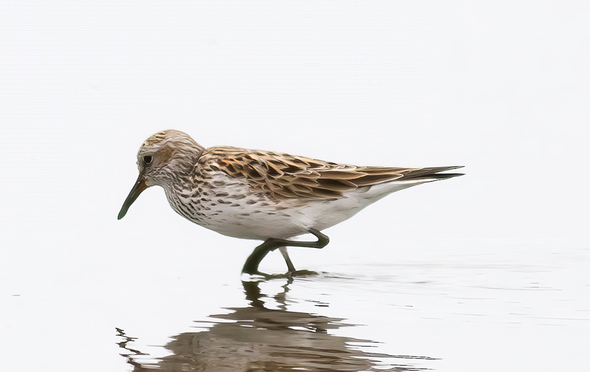 White-rumped Sandpiper - Nick Pulcinella