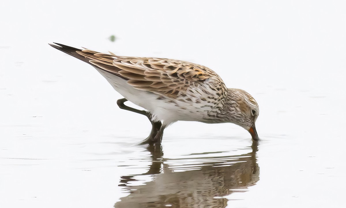 White-rumped Sandpiper - ML508739181