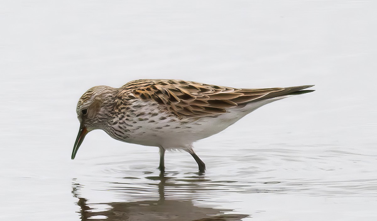 White-rumped Sandpiper - ML508739191