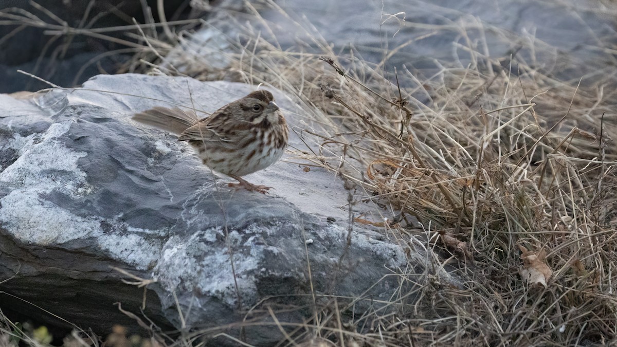 Song Sparrow - R Miller