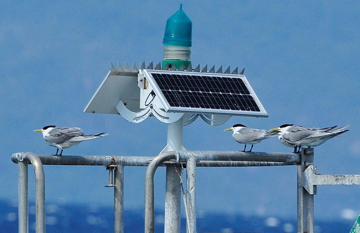 Great Crested Tern - ML508739891