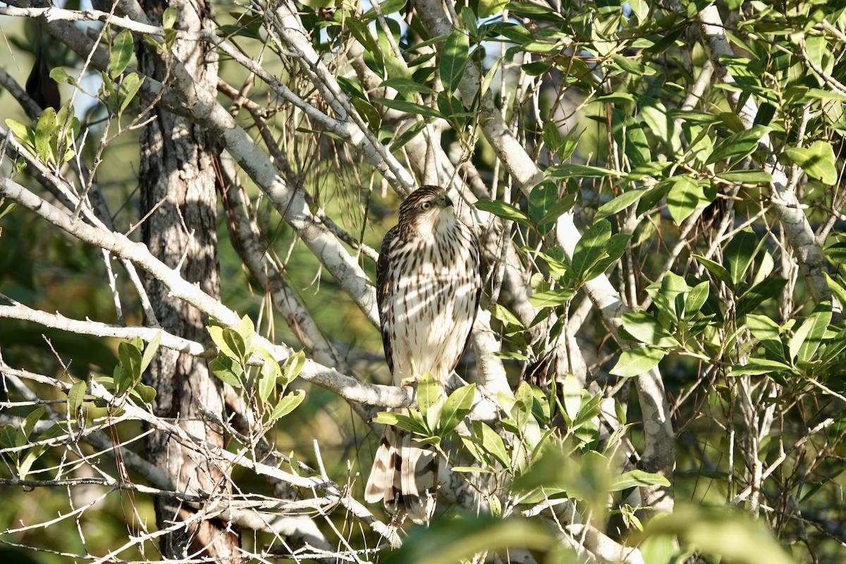 Cooper's Hawk - ML508740811