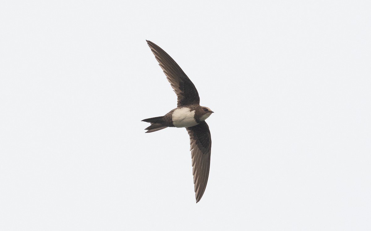 Alpine Swift - ML508741441