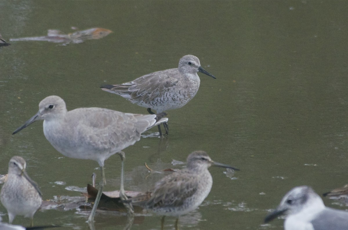 Red Knot - ML50874321