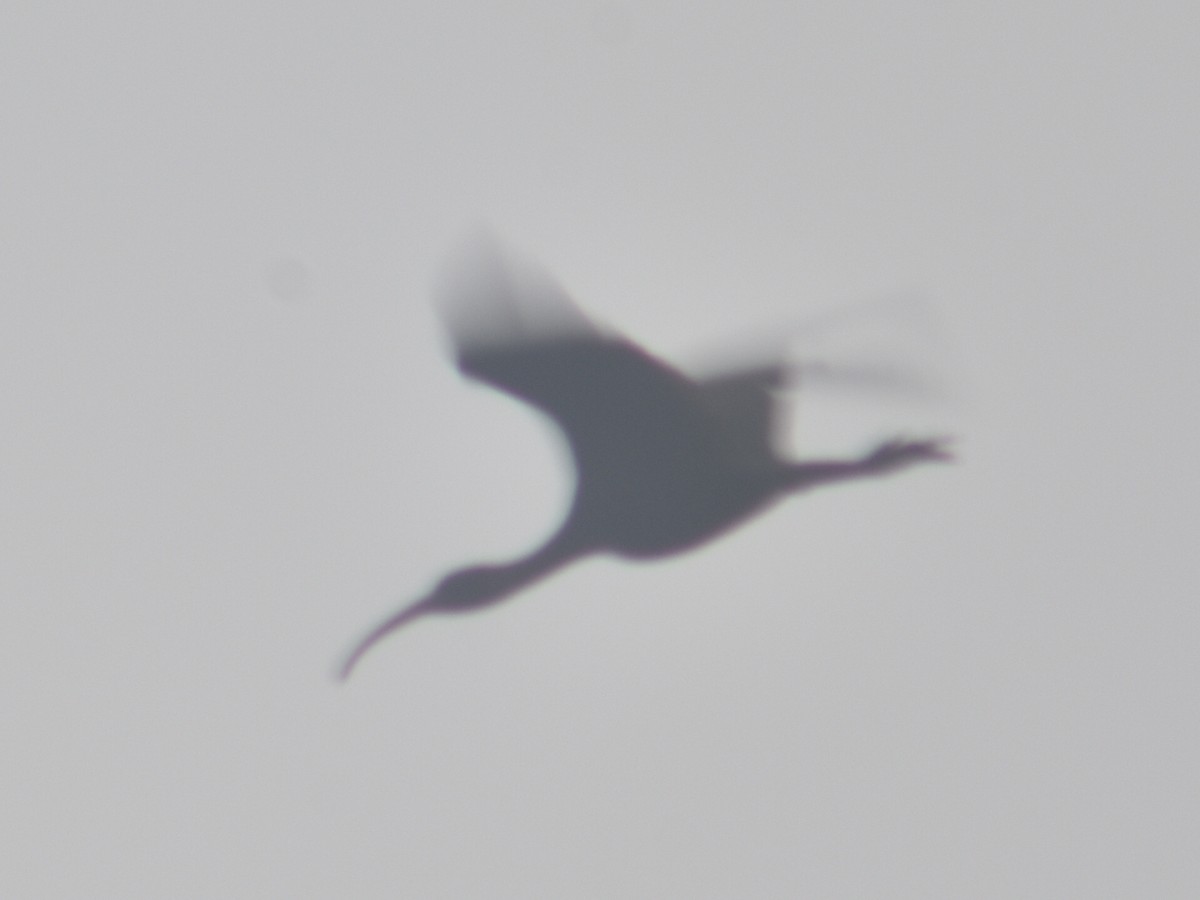 ibis hnědý - ML508744661