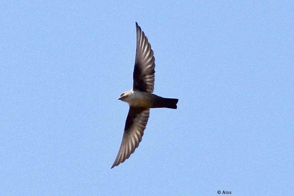 Eurasian Crag-Martin - ML508744951