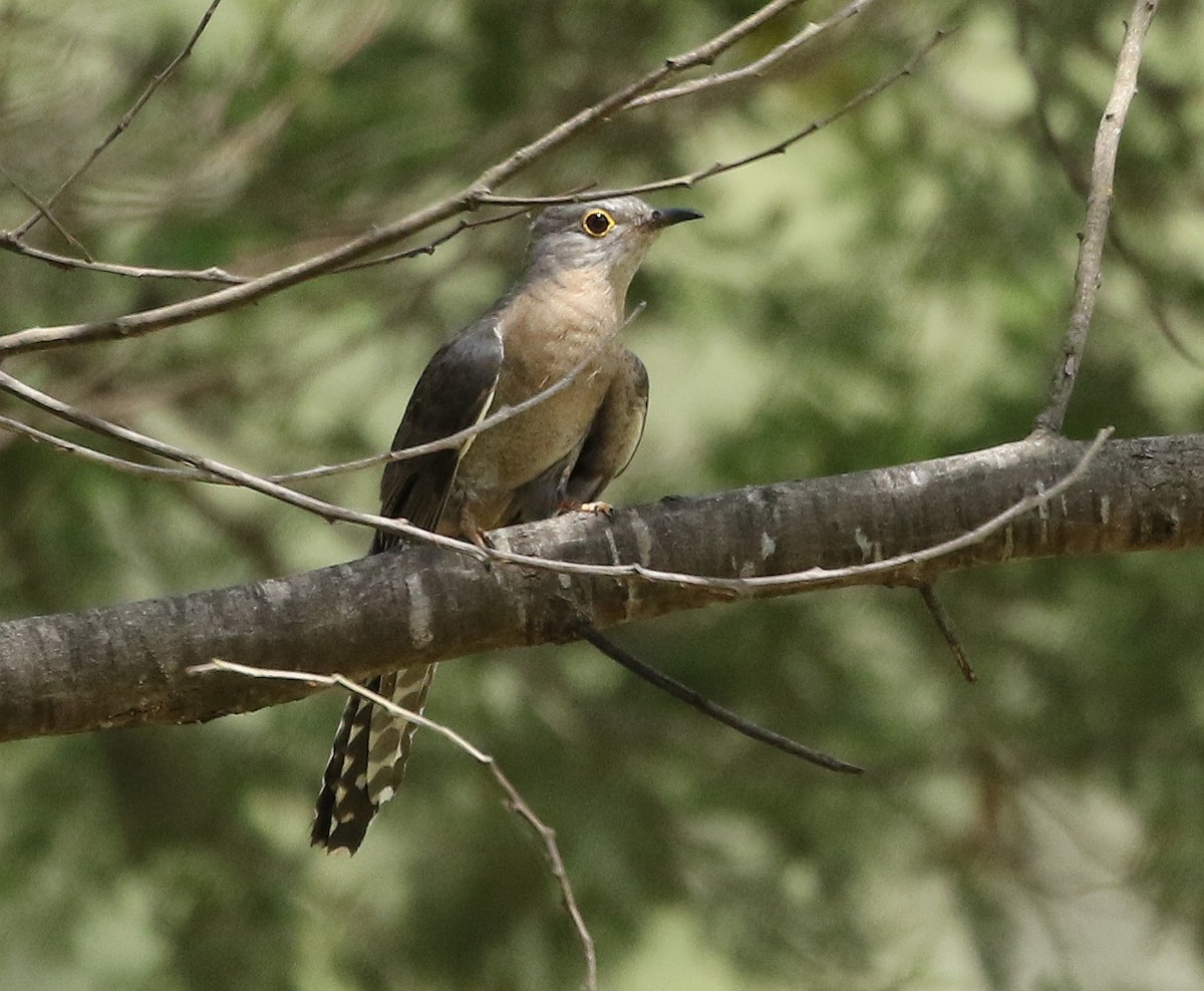 Fan-tailed Cuckoo - David Ongley