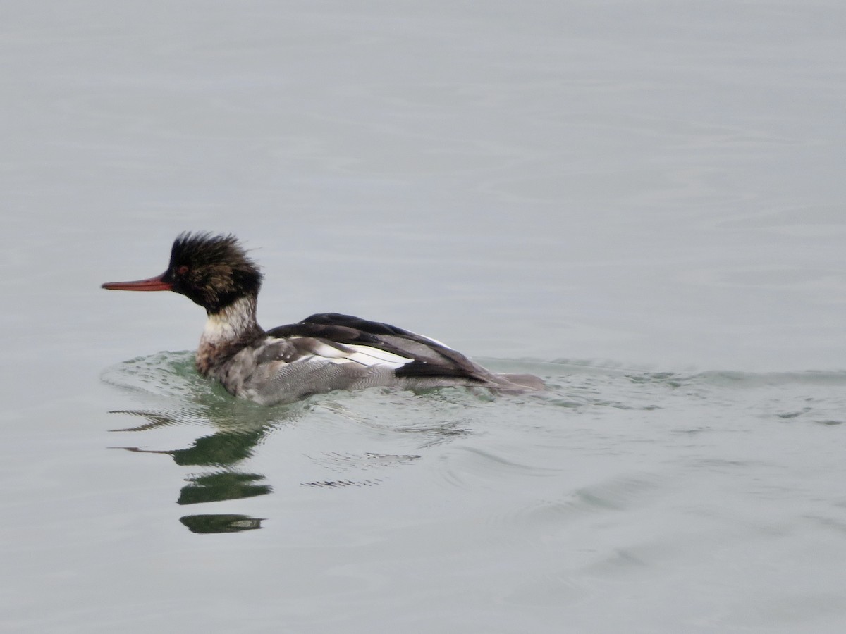 Red-breasted Merganser - ML508745701