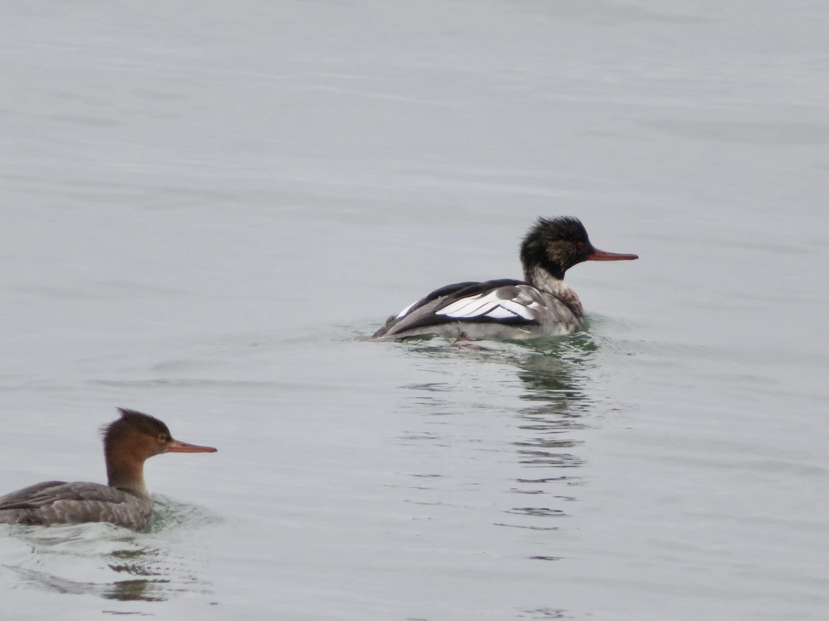 Red-breasted Merganser - ML508745721