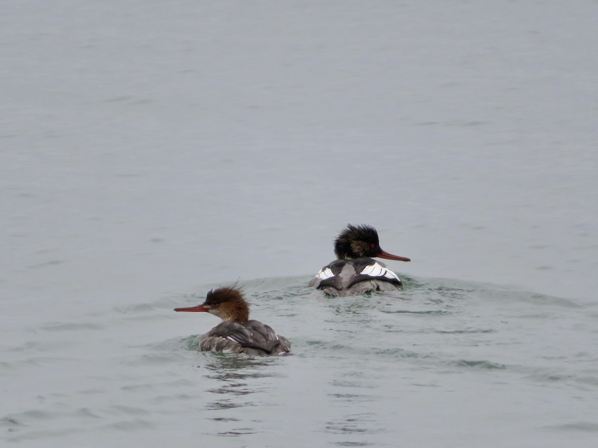 Red-breasted Merganser - ML508745821