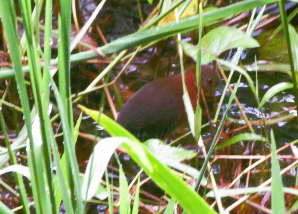 White-throated Crake - Chico Muñoz