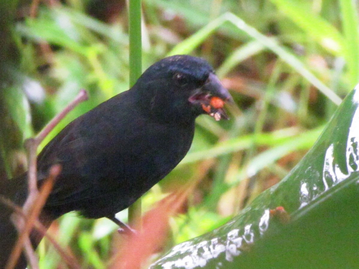 Blue-black Grosbeak - Chico Muñoz