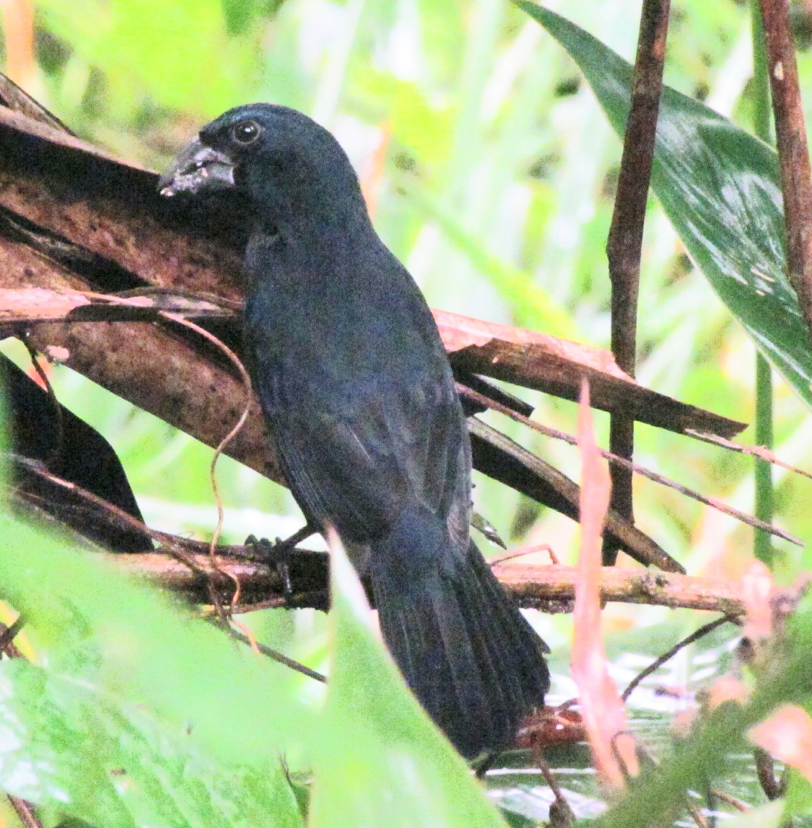 Blue-black Grosbeak - Chico Muñoz