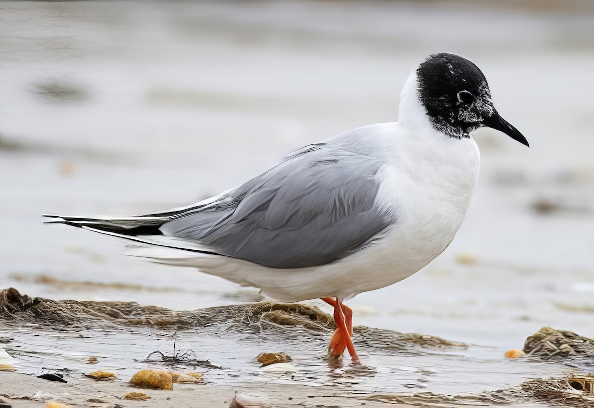 Bonaparte's Gull - ML508746631