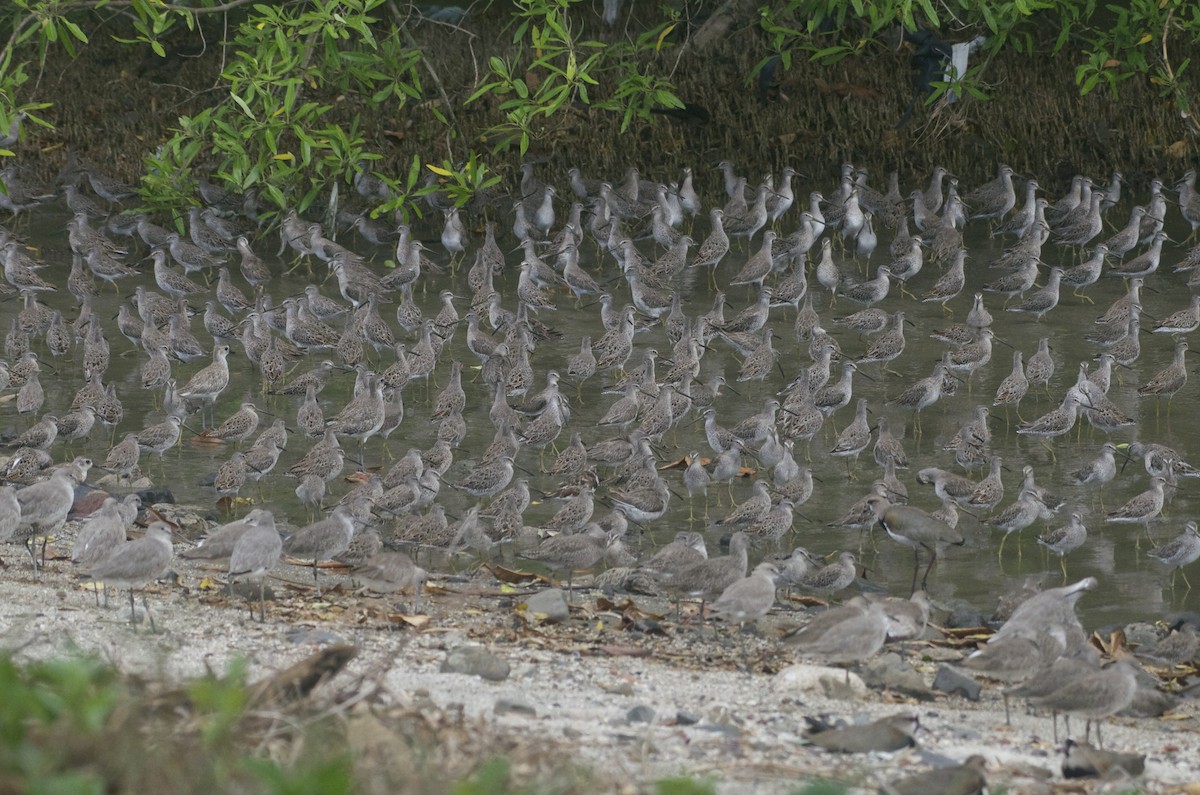 Short-billed Dowitcher - ML50874801