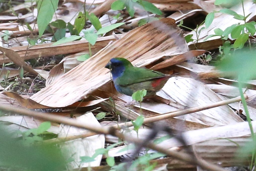 Tricolored Parrotfinch - Charles Davies