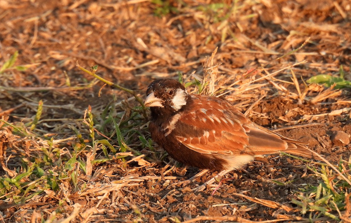 Chestnut-backed Sparrow-Lark - ML508748651