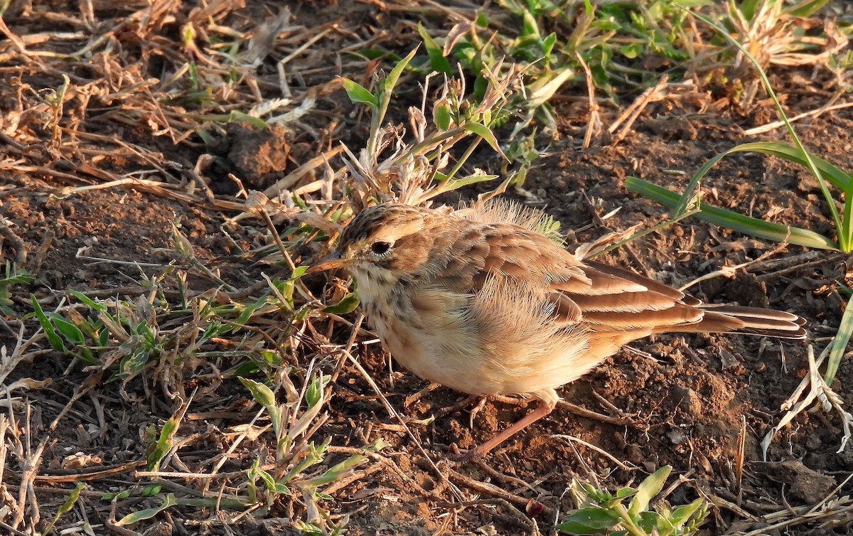 African Pipit - ML508748891