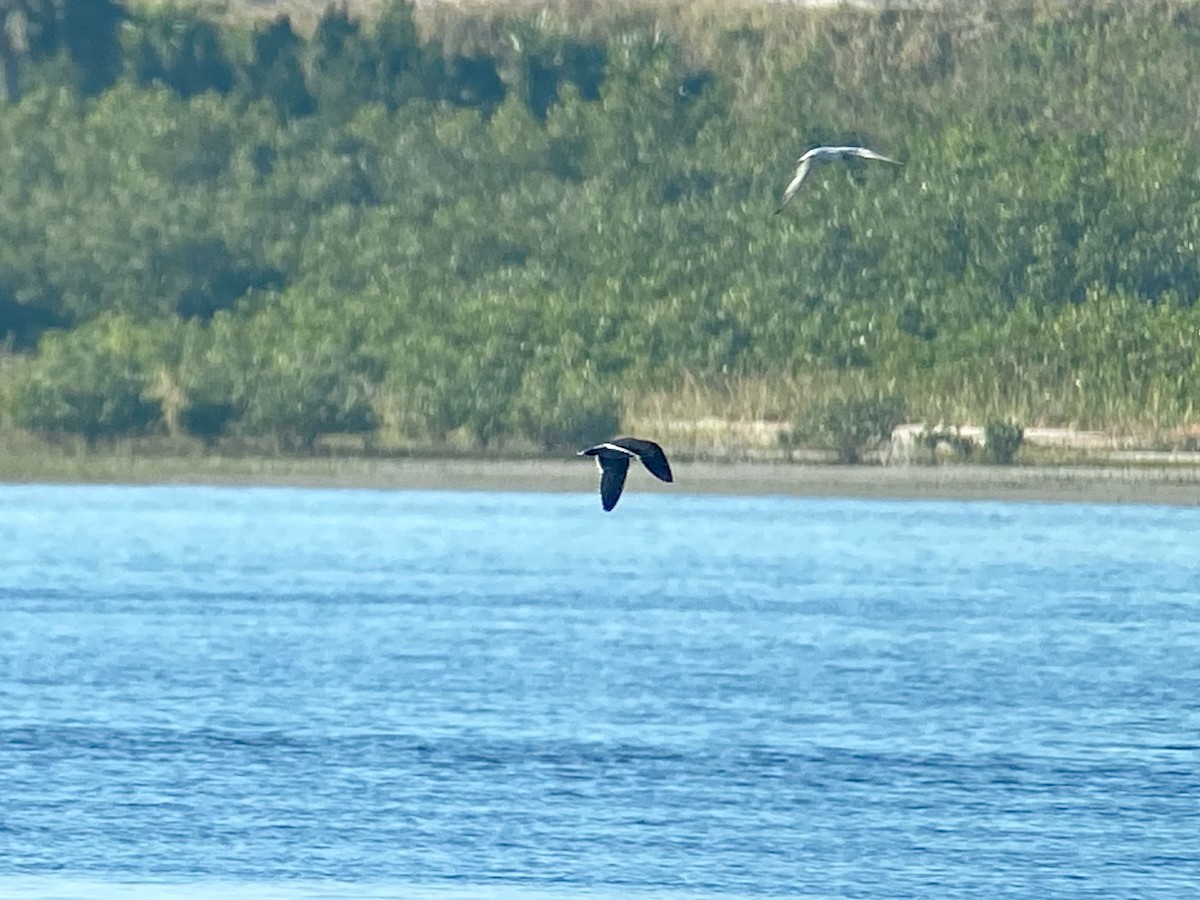 Heermann's Gull - ML508749041