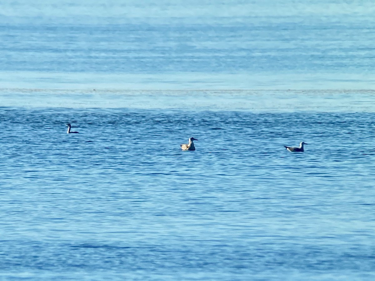 Gaviota Mexicana - ML508749061