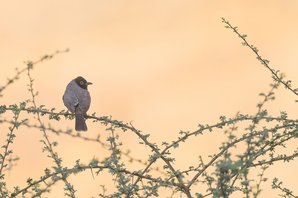 White-spectacled Bulbul - ML508750141