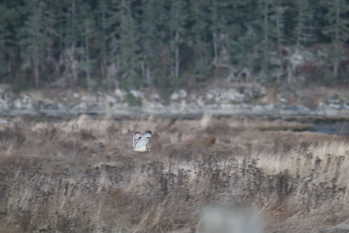 Short-eared Owl - Tyler Musialek