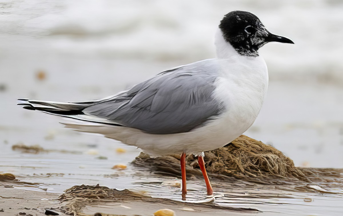 Mouette de Bonaparte - ML508752091