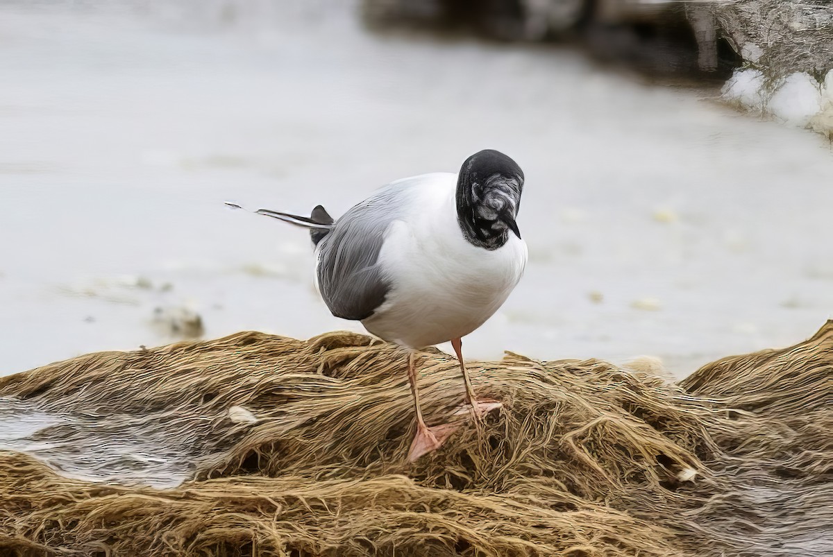 Mouette de Bonaparte - ML508752121