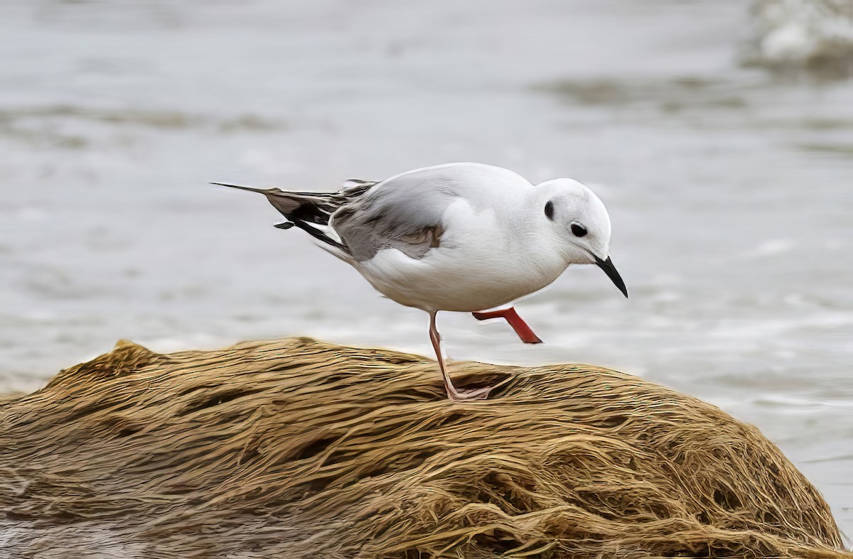 Mouette de Bonaparte - ML508752131