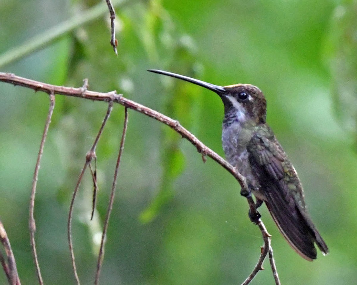 Long-billed Starthroat - ML508752161