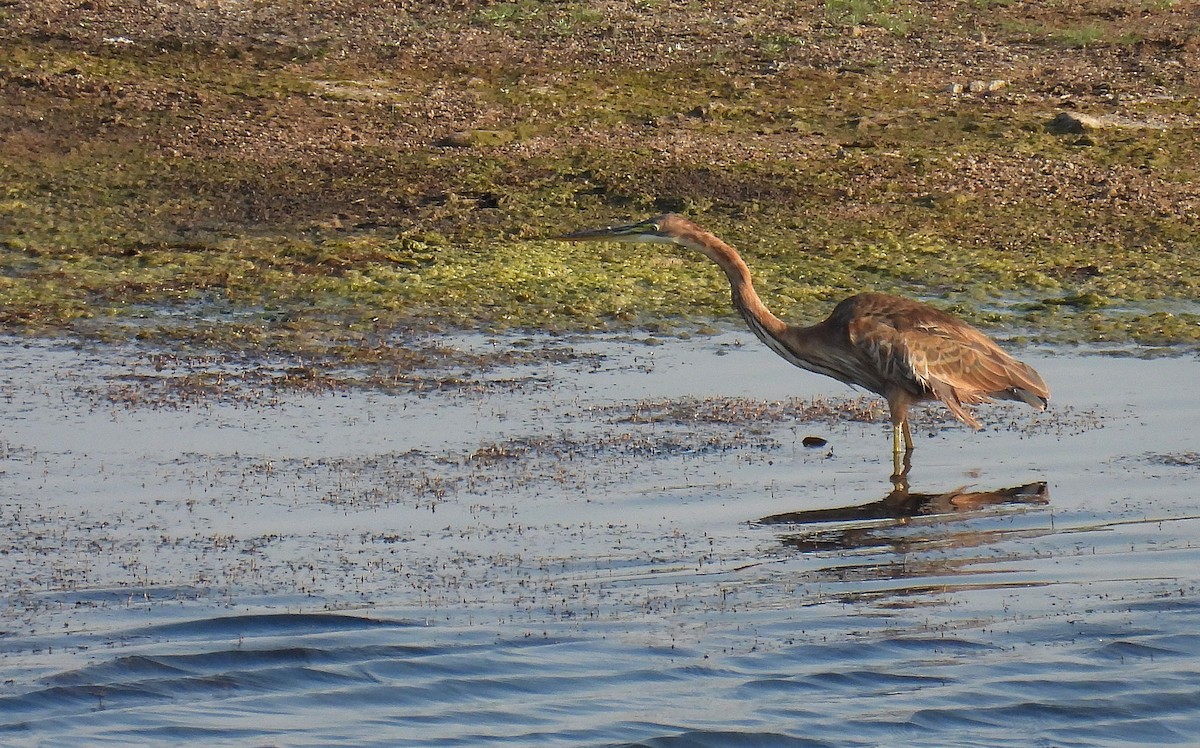 Purple Heron - ML508752241