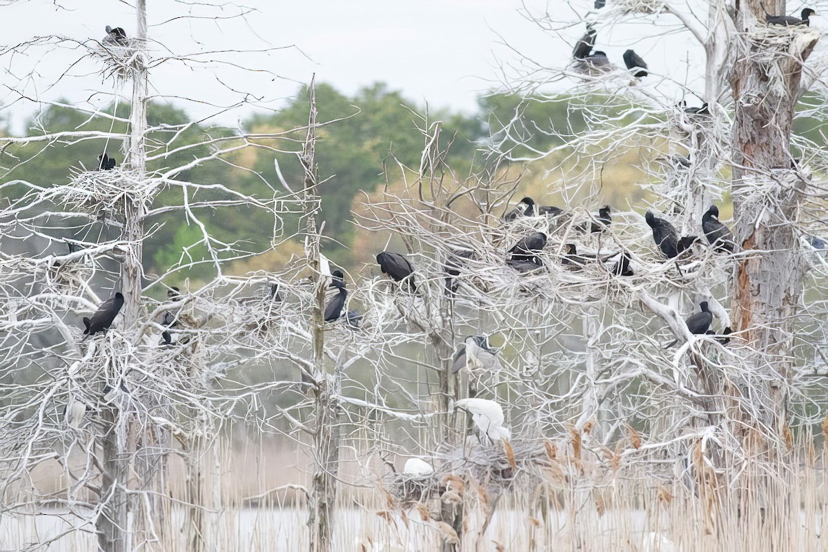 Double-crested Cormorant - ML508752991