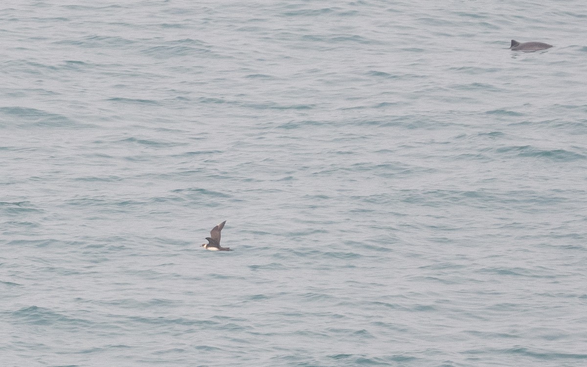 Parasitic Jaeger - ML508753041
