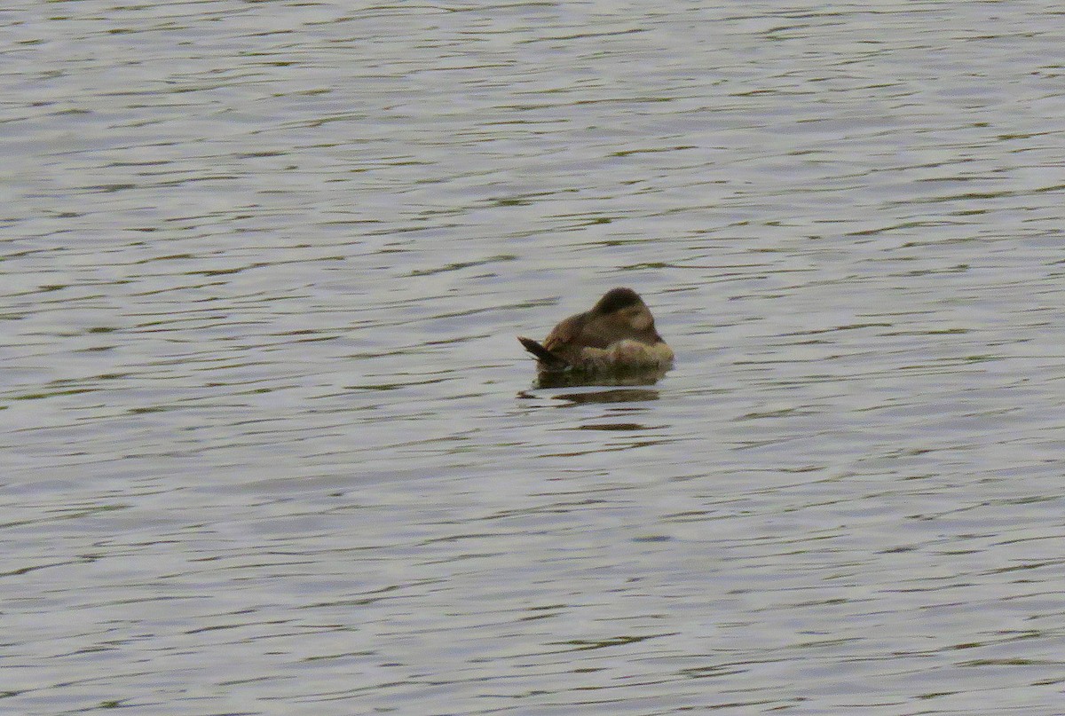Ruddy Duck - ML508755531