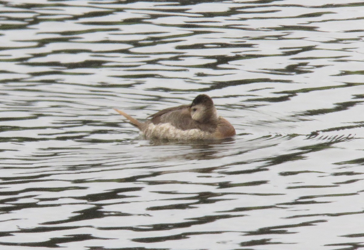 Ruddy Duck - ML508755541
